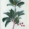 Arbutus Andrachne = Arbousier  Andrachné.