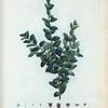Buxus sempervirens fruticosa = Buis sempervirens arbrisseau.