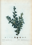 Buxus sempervirens fruticosa = Buis sempervirens arbrisseau.