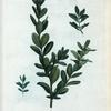 Buxus sempervirens  = Buis sempervirens.