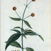 Buddlea globiflora = Buddlea globiflore.