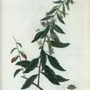 Lycium Chinense = Lycium de la Chine.