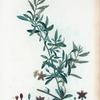 Lycium turbinatum = Lycium turbiné.
