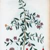 Lycium lanceolatum = Lycium lanceolè.