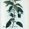 Aristotelia Macqui = Aristotelia Macqui.