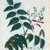 Aylanthus glandulosa = Aylanthus glanduleux.
