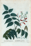 Aylanthus glandulosa = Aylanthus glanduleux.