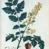 Koelreuteria paniculata = Koelreuteria paniculé.