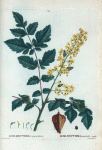 Koelreuteria paniculata = Koelreuteria paniculé.
