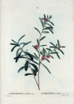 Andromeda polifolia = Andromede polifolia.