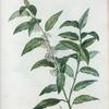 Andromeda calyculata = Andromede caliculéee.