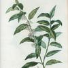 Andromeda acuminata = Andromede acuminé.