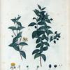 Myrtus communis romana = Myrte commun romain.
