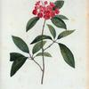 Kalmia latifolia = Kalmia á filles. Larges.
