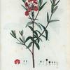 Kalmia glauca = Kalmia glauque.