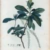 Cyrilla racemiflora = Cyrilla racémiflore.