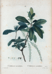 Cyrilla racemiflora = Cyrilla racémiflore.