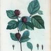 Calycanthus floridus = Calycant de la Caroline.