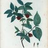 Calycanthus nanus = Calycant nain.