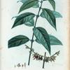 Calycanthus proecox = Calycant du Japan.