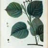 Tilia platyphyllos = Tilleul a larges feuilles.