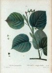 Tilia platyphyllos = Tilleul a larges feuilles.