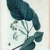 Tilia pubescebs = Tilleul pubescent.
