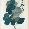 Tilia rotundifolia = Tilleul argentè.