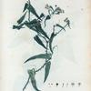 Smilax aspera = Salsepareille commune.