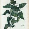 Smilax excelsa = Sakseoareukke èlevèe.