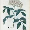 Sambucus nigra = Sureau commun.