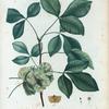 Ptelea trifoliata = Ptelea à feuilles ternées.
