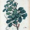 Ceratonia siliqua = Caroubier à siliques.