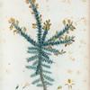Ulex europoeus = Ajonc d'Europe.