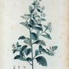 Baccharis halimifolia = Bacchante de Virginie.