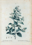Baccharis halimifolia = Bacchante de Virginie.