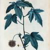 Liquidambar styraciflua = Liquidambar copalme.