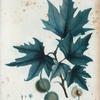 Platanus orientalis = Platane d'Orient.