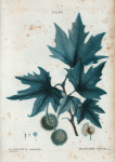 Platanus orientalis = Platane d'Orient.