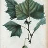 Platanus orccidentalis = Platane d' Amérique.