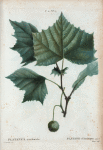 Platanus orccidentalis = Platane d' Amérique.