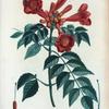 Tecoma radicans = Tecoma de Virginie.