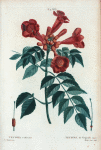 Tecoma radicans = Tecoma de Virginie.