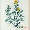 Potentilla frutescens = Potentille frutescente.