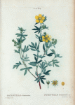 Potentilla frutescens = Potentille frutescente.