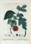 Broussonetia papyrifera = Broussonet à papier.