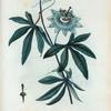 Passiflora coerulea = Grenadille bleue.