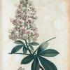 Hippocastanum vulgare= Marronier d'Inde