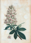 Hippocastanum vulgare = Marronier d'Inde