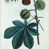 Æsculus hippocastanum = Marronier d'Inde.